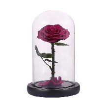 Розы в колбе - Роза в колбе 20 см. Mini - Фуксия