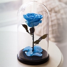 Розы в колбе - Роза в колбе 27 см. Premium - Голубая