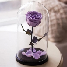 Розы в колбе - Роза в колбе 27 см. Premium - Фиолетовая