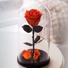 Розы в колбе - Роза в колбе 27 см. Premium - Оранжевая