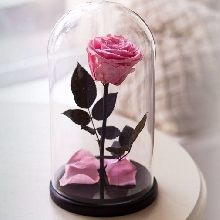 Розы в колбе - Роза в колбе 27 см. Premium - Розовая