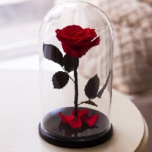Розы в колбе - Роза в колбе 27 см. Premium - Красная