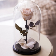 Розы в колбе - Роза в колбе 27 см. Premium - Белая