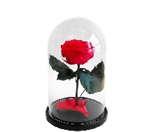 Розы в колбе - Роза в колбе 17 см. Micro - Красная