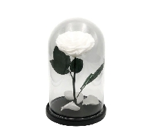 Розы в колбе - Роза в колбе 17 см. Micro - Белая